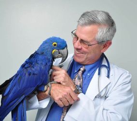 bird-veterinarian